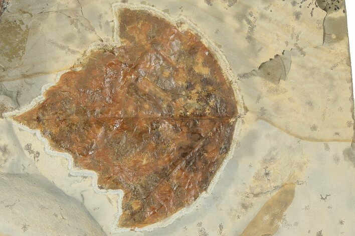Fossil Leaf (Platanites) - Montana #190454